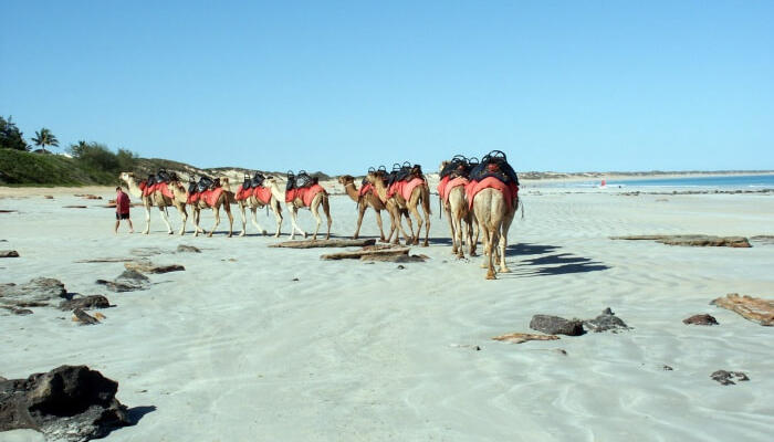 Sunset-Camel-Rides Cable beach Australia