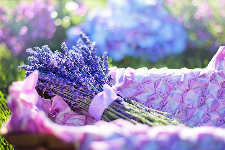 beautiful lavender for sleep apnea