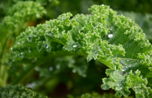 kale - healthy for skins