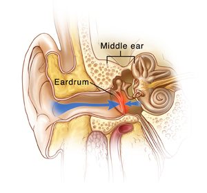 showing outer, middle and inner ear structures 