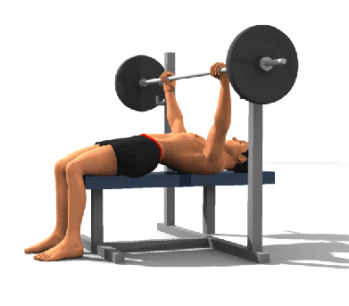 Bench Press for chest exercise for fitness