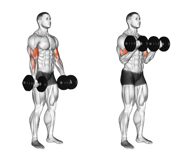 dumbbell curls exercise