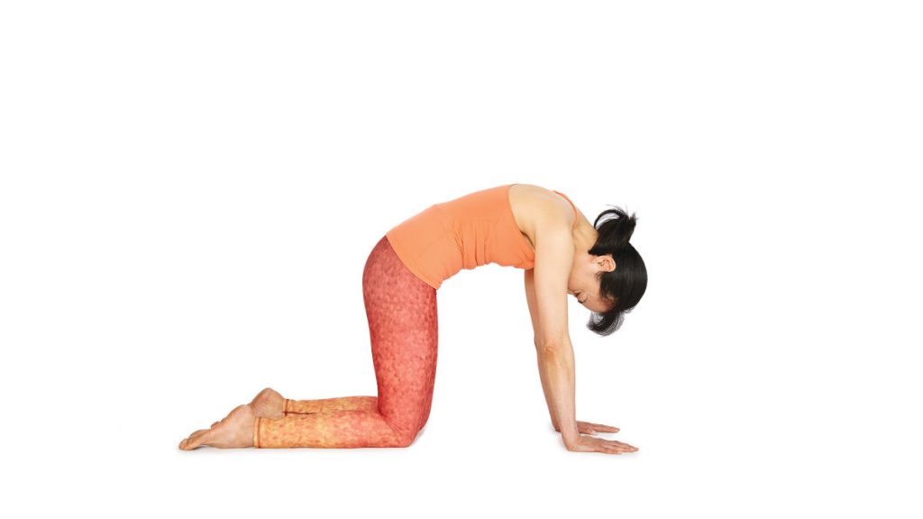 cat bend exercise for back pain
