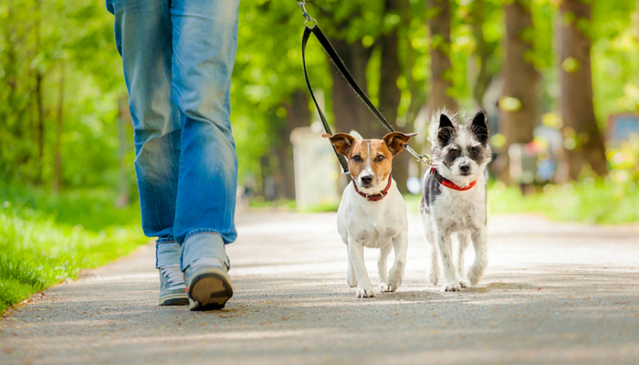 walk the 2 dogs - how to burn 300 calories