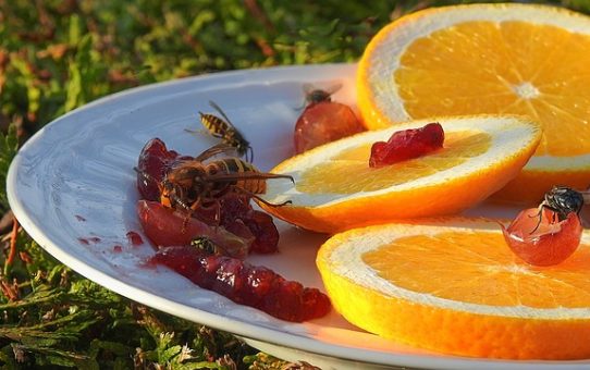 How to Get Rid Of Fruit Flies