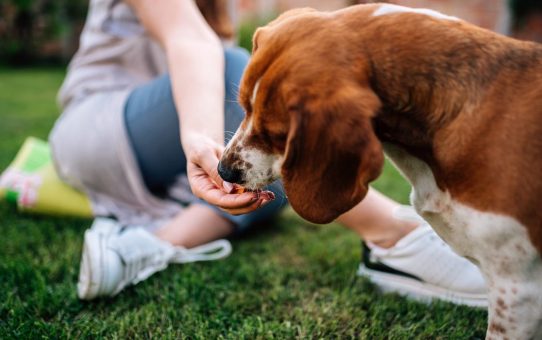 These are the best brands of feed for your dog